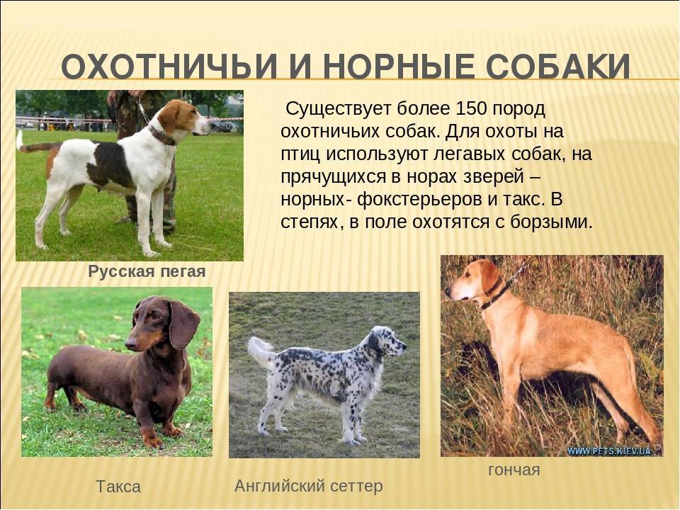 Борзые собаки: краткий обзор групп пород