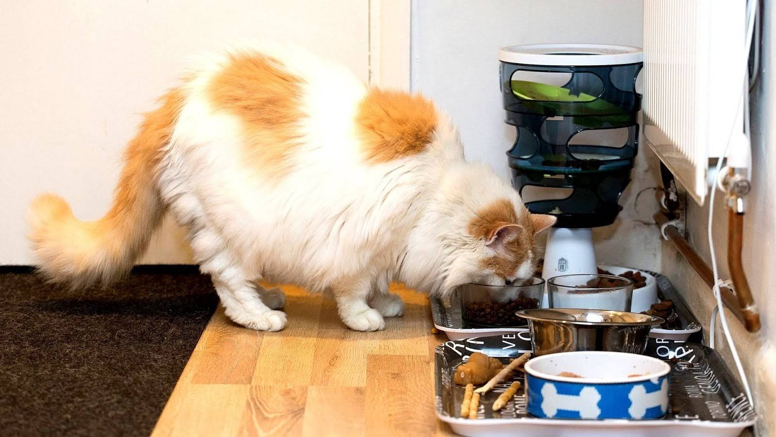 Чем можно помочь коту, который стал плохо есть и начал активно худеть