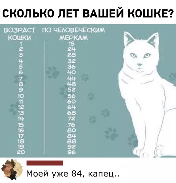 Сколько живут кошки в домашних условиях