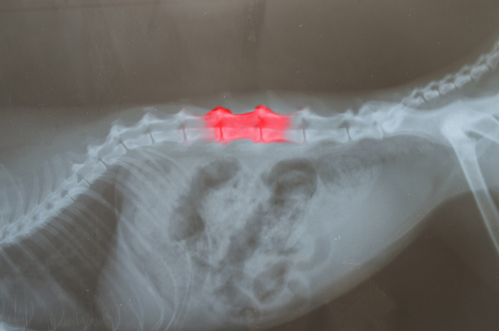 Лечение позвоночника у собаки: болезни, с которыми можно столкнуться, как лечить протрузию дисков, остеофиты, грыжу