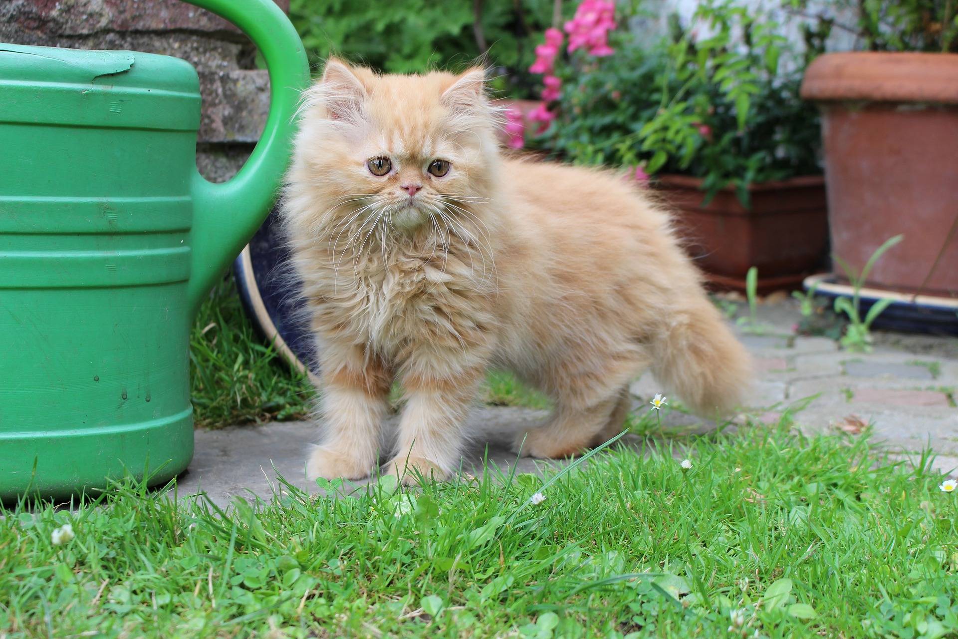 Сколько живут персидские. Персидские котята. Рыжий персидский котенок. Домашние кошки Персидская. Срок жизни персидских кошек.