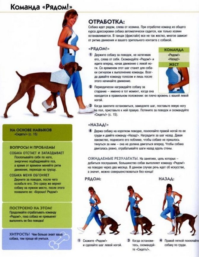 Как научить собаку командам. каким командам стоит учить собаку :: syl.ru
