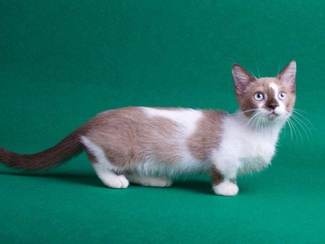 Кошки породы манчкин — описание, фото и цена коротколапых котят
