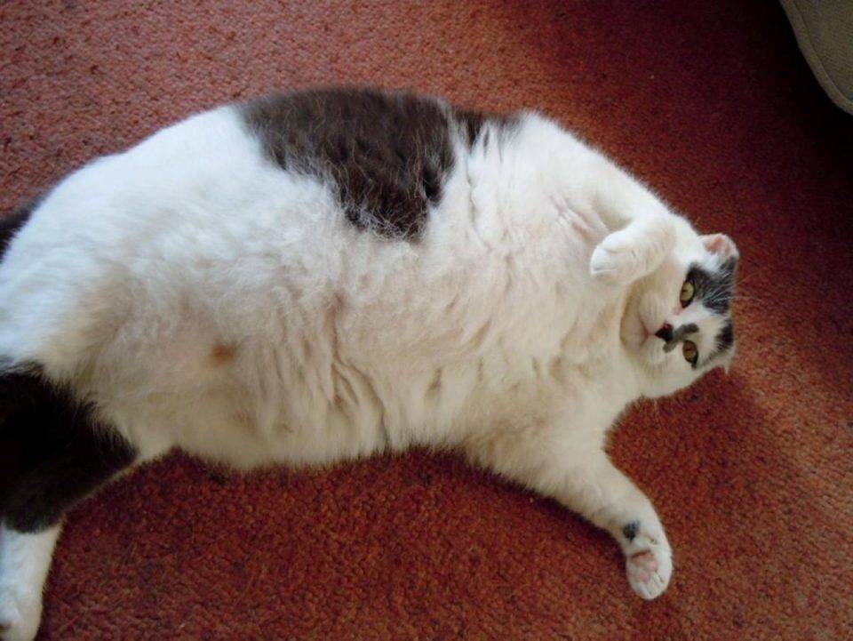 Самый толстый кот в мире по версии книги рекордов гиннесса с фото: сколько ...