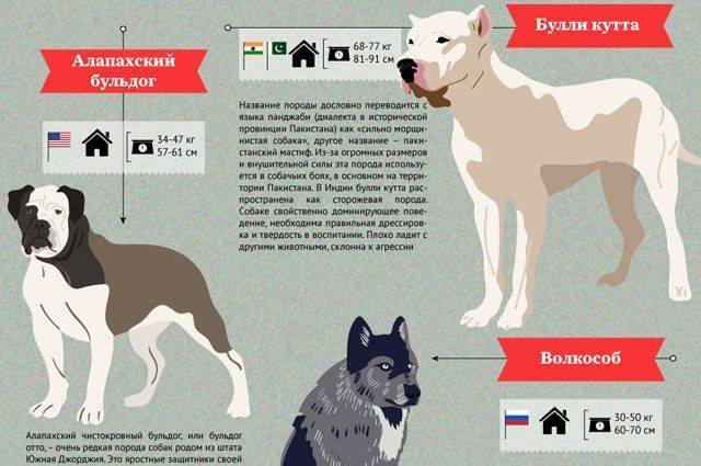 Списки опасных пород собак