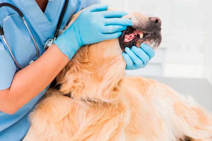 Пародонтоз у собак: причины, симптомы и лечение в домашних условиях