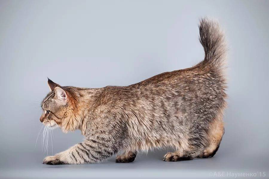 Кошки и коты без хвоста: что за порода | бесхвостые