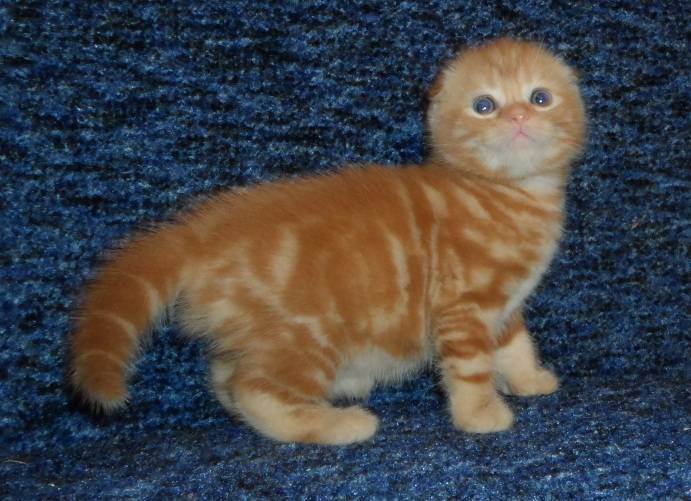 Вес шотландского котенка по месяцам: сколько должен весить кот в 2-3 месяца? норма веса кошки в 1 год