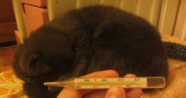 Как узнать у кота температуру без термометра, котенок с градусником