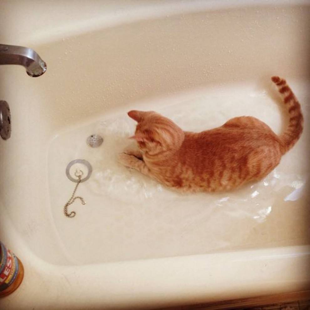 Почему кошки боятся воды и не любят купаться, есть ли коты, которым нравится плавать?