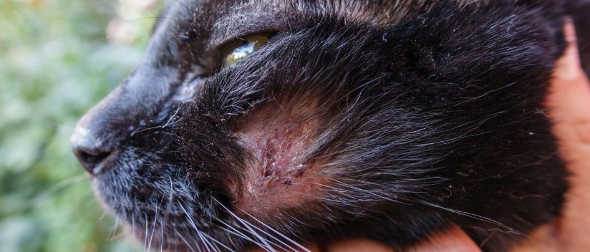 Лишай у кошек опасен и заразен — какой вид переходит, передается человеку от котов: фото, может ли котенок заразить человека цветущим лишаем, как не заразиться