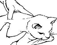 Как делать кошке массаж от запора