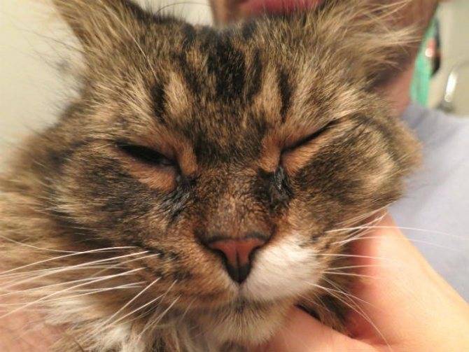 Лейкемия у кошек и котов: лечение, симптомы