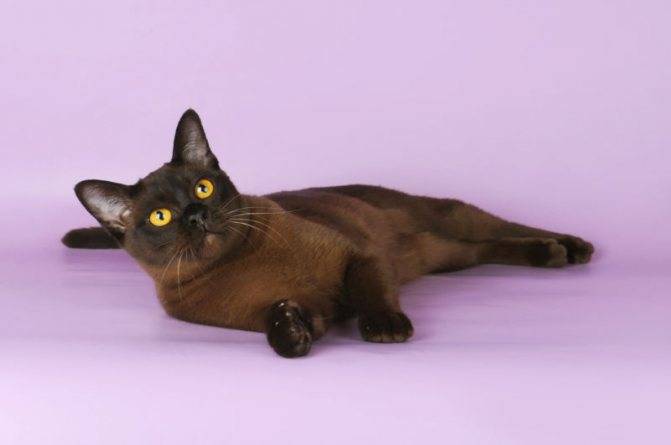 Бурманская кошка: внешний вид и характер, уход и питание, болезни, фото