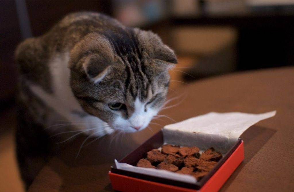 Можно ли давать кошкам сладкое – шоколад или мороженое, а если нельзя, то почему?