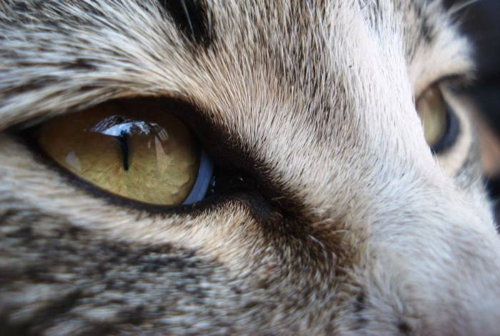 Почему у кота глаза наполовину закрыты пленкой