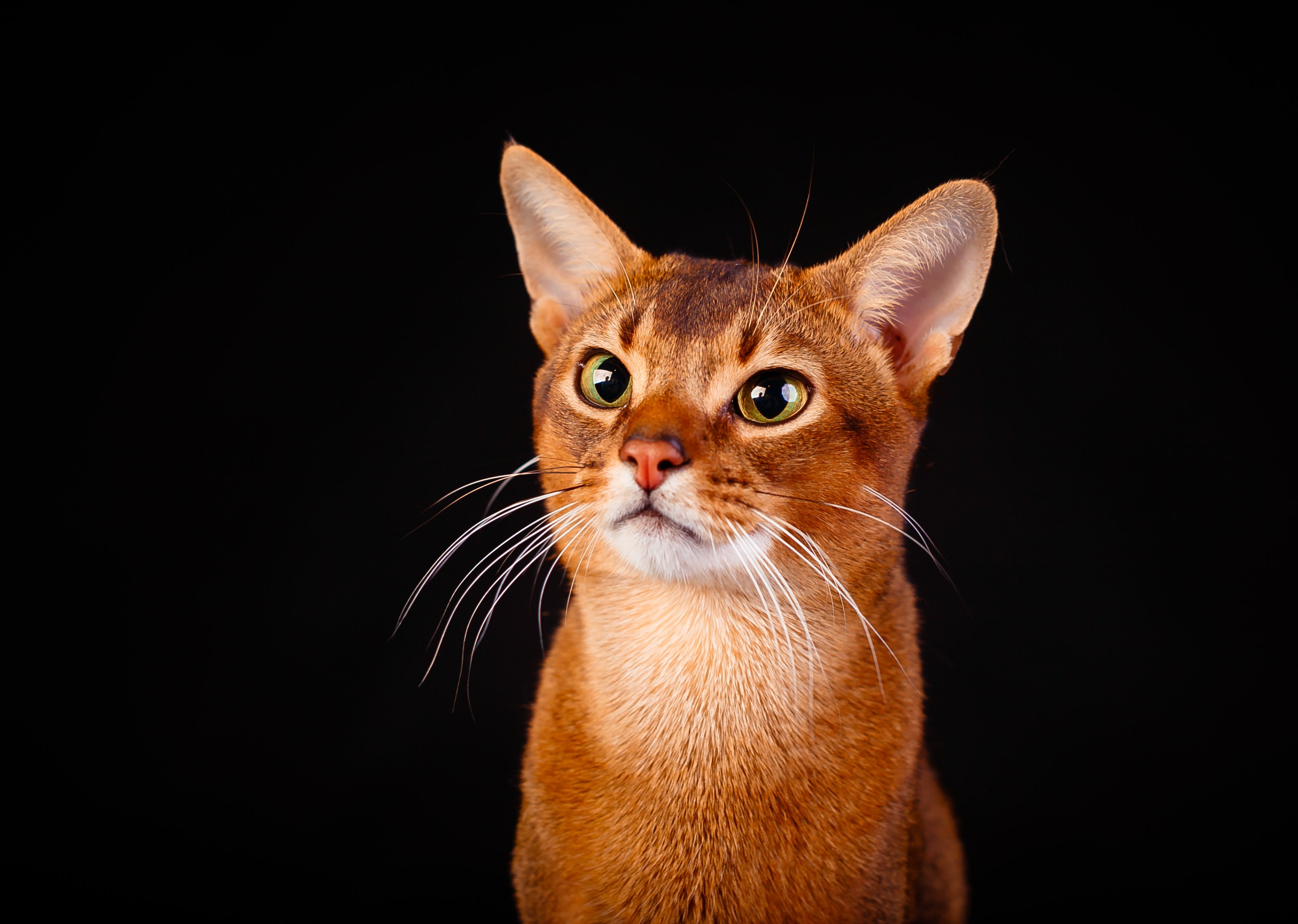 Абиссинская кошка: особенности породы, фото и характер абиссина, выбор котёнка абиссинца, уход и содержание питомца, корм для кота