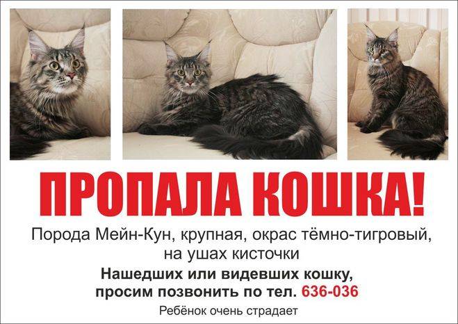 ᐉ что делать, если кошка потерялась? - ➡ motildazoo.ru