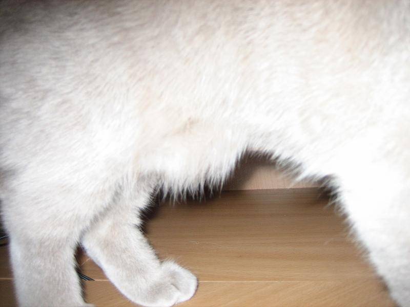 У кошки раздулись бока: почему, причины и лечение