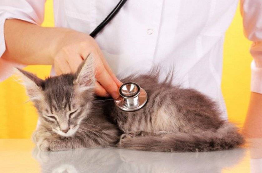 От чего бывают болезни почек у кошек