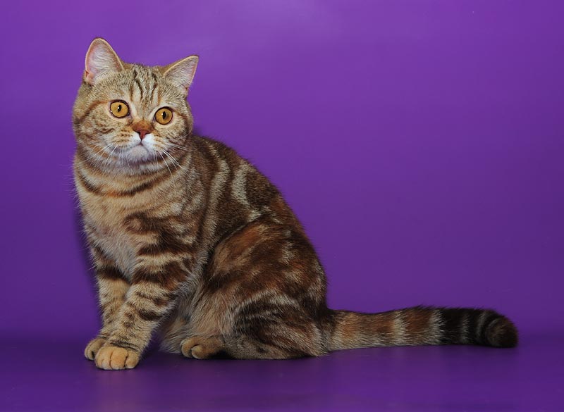 Порода мраморная кошка: описание, фото