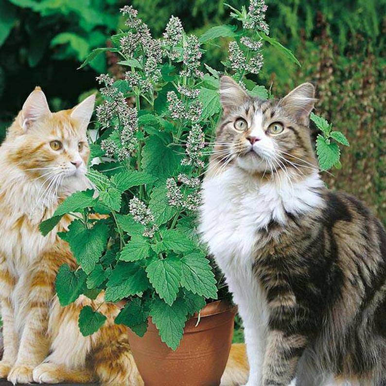 Кошачья мята: для чего нужна, где она растёт, описание растения, особенности применения, можно ли выращивать в домашних условиях, фото