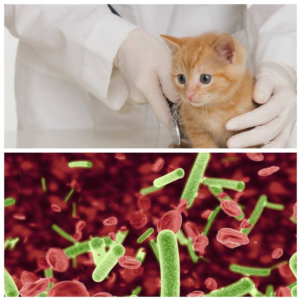 Спид кошек (симптомы, анализы, вакцинация) если у кошек синдром приобретенного иммунодефицита?