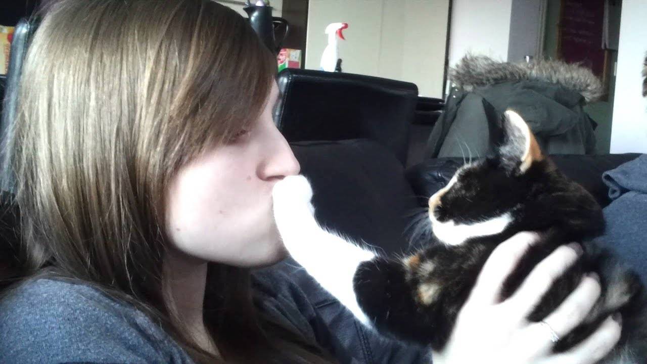 Стоит ли целовать домашнюю кошку