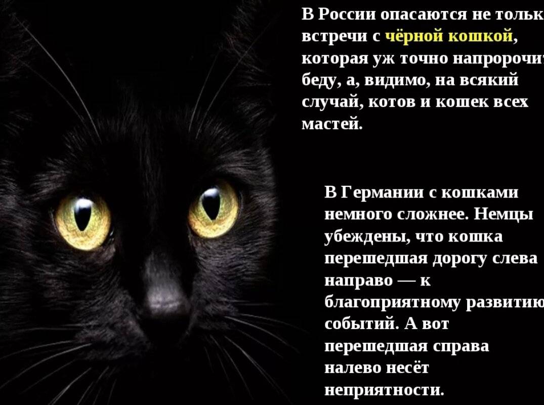 К чему приходит кошка. Приметы о черных кошках. Черная кошка примета. Приметы о чёрных кошках. Приметы и суеверия про черных кошек.