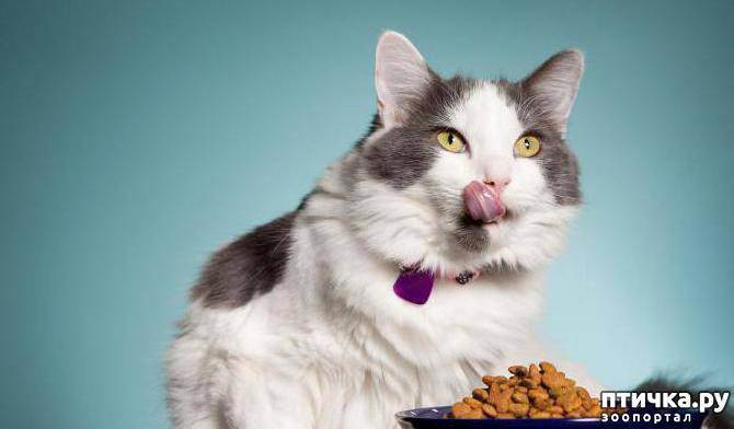 Когда и как перевести котенка на сухой корм?