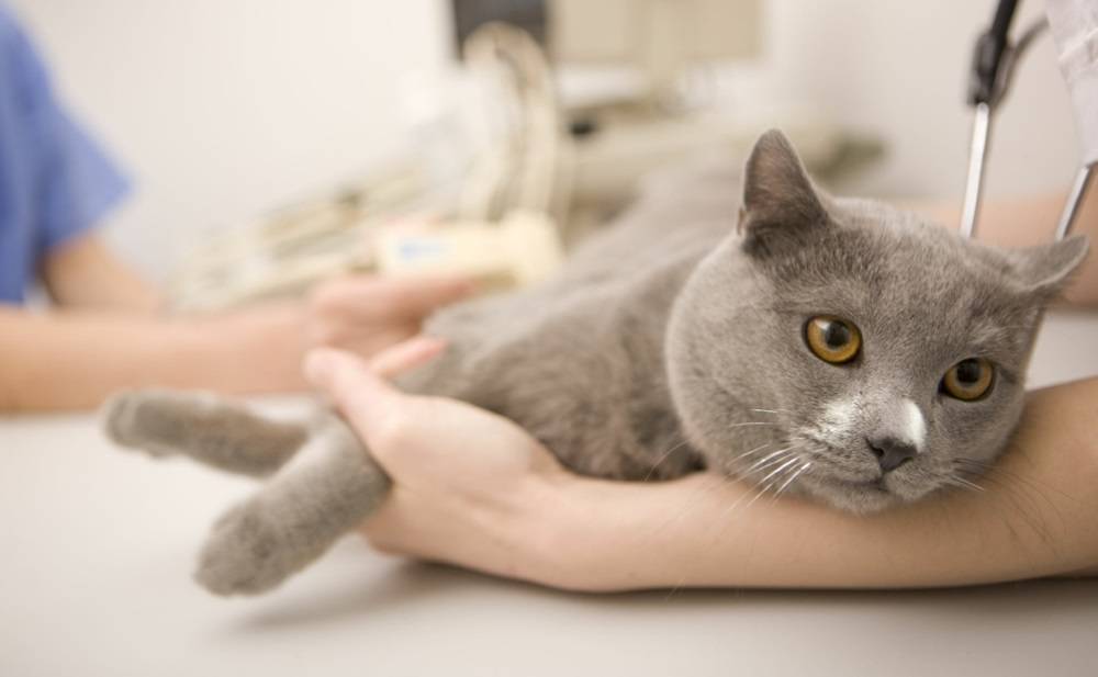 Болезни почек у кошек - что нужно знать, причины, симптомы, диагностика и лечение! | caticat.ru