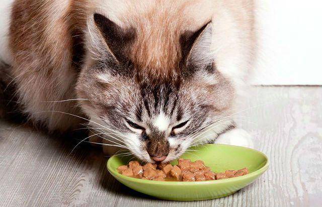 Натуральное питание для кошек при поносе