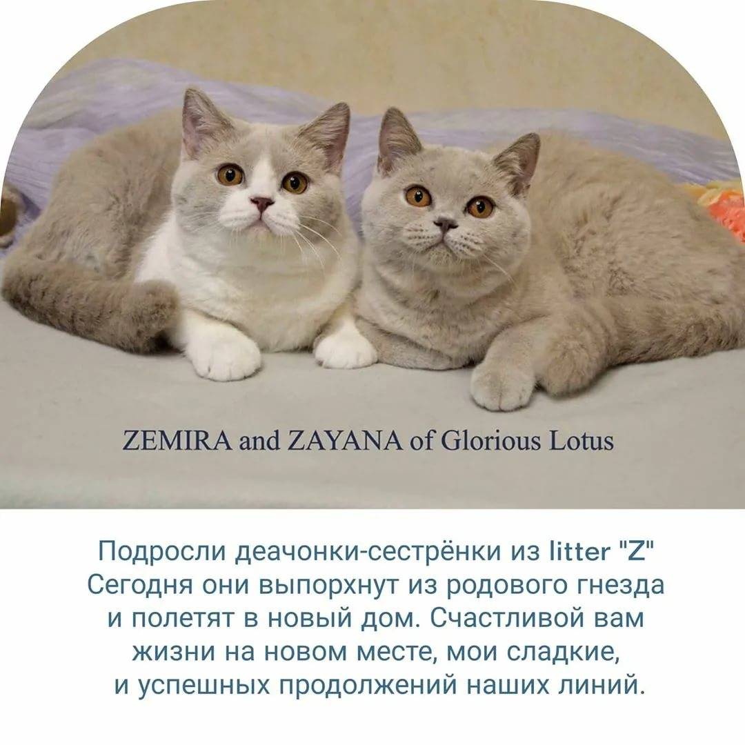 ᐉ имена для шотландских и британских котят - ➡ motildazoo.ru