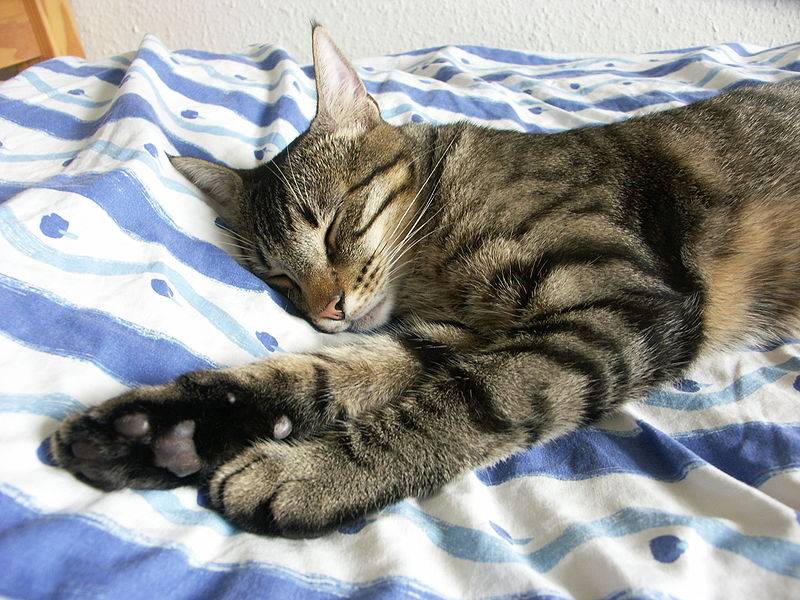 Почему кошка мнет лапами одеяло? почему кошки мнут лапами человека.