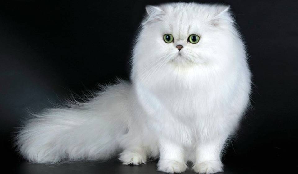 Порода кошки шотландская прямоухая фото