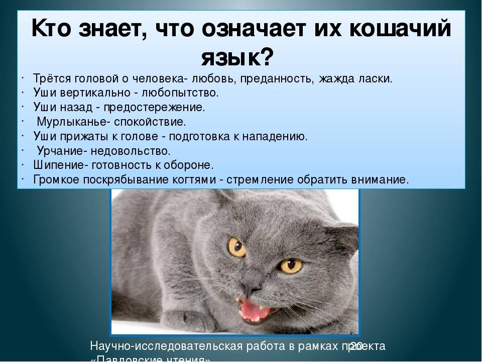 Подробное описание того, почему мурлыкают кошки, зачем они это делают и как + ответы на любые волнующие вопросы, связанные с этой темой