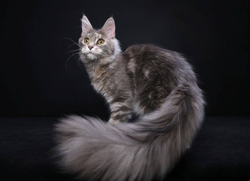 Порода кошек мейн-кун: описание, фото, размеры, характер, условия содержания, уход