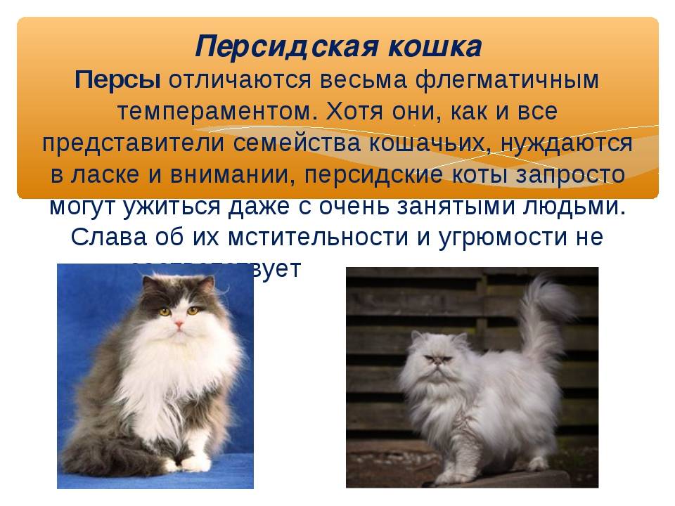 Персидская кошка: фото, описание породы, характер, здоровье