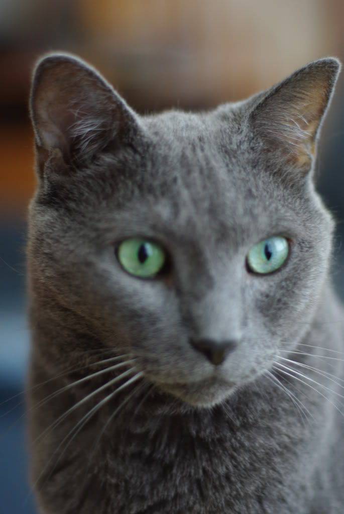 Какого цвета глаза бывают у кошек: самый редкий оттенок, породы котов с желтыми, зелеными и карими глазками