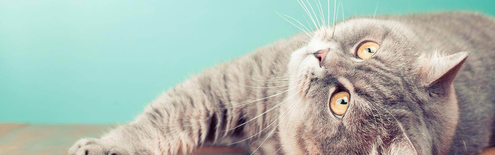 Ожирение у кошки. причины и способы помочь питомцу.