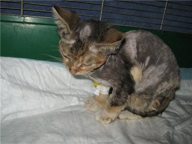 Панлейкопения у кошек: симптомы, признаки и лечение, опасность для человека, инкубационный период, вакцинация