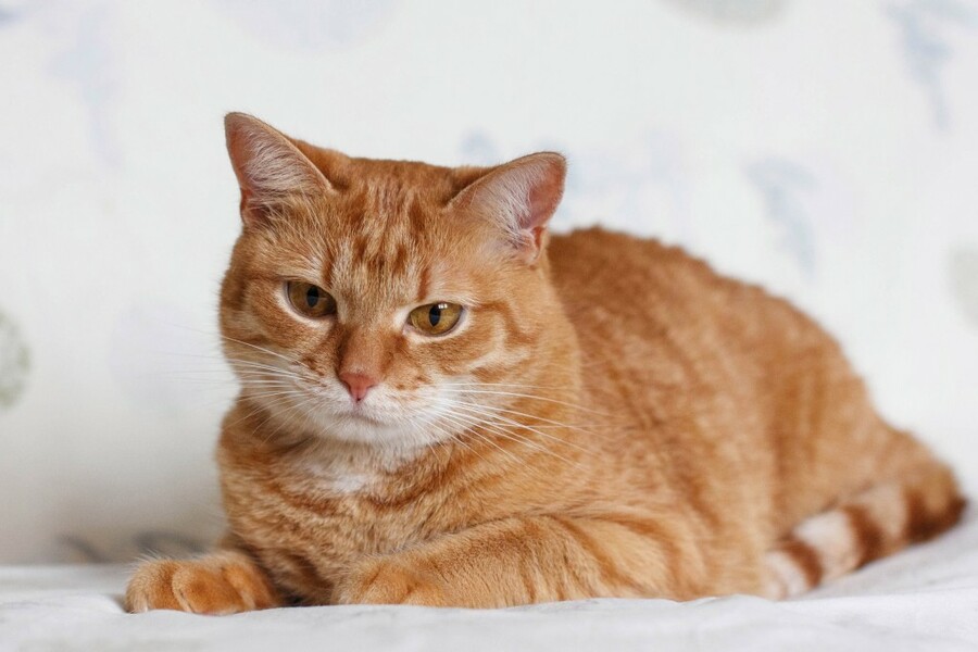 Пол рыжих котиков: существуют ли кошки такого цвета или только коты