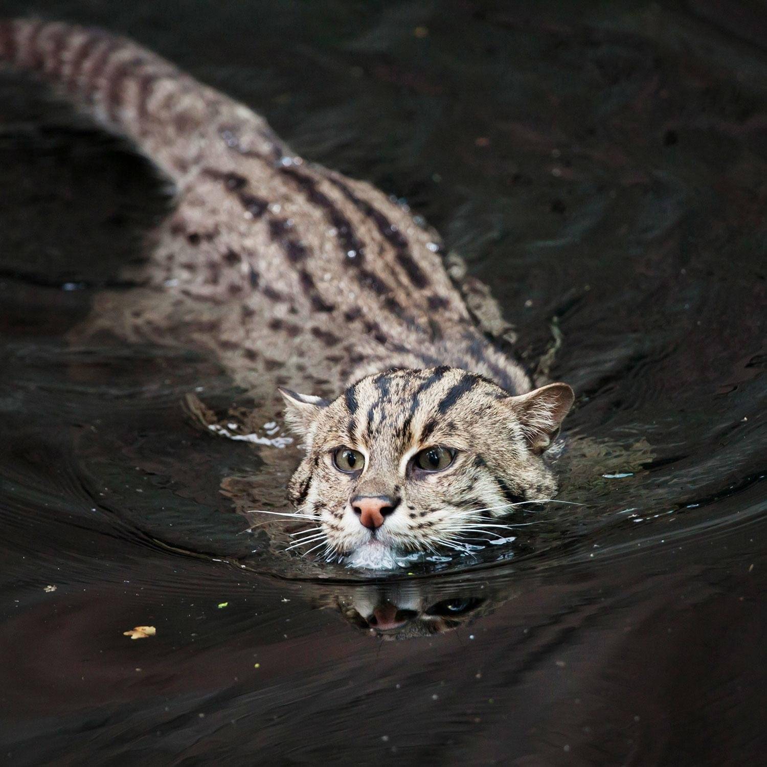 Кот-рыболов — виверровый кот: описание, фото, уход, характер, цена