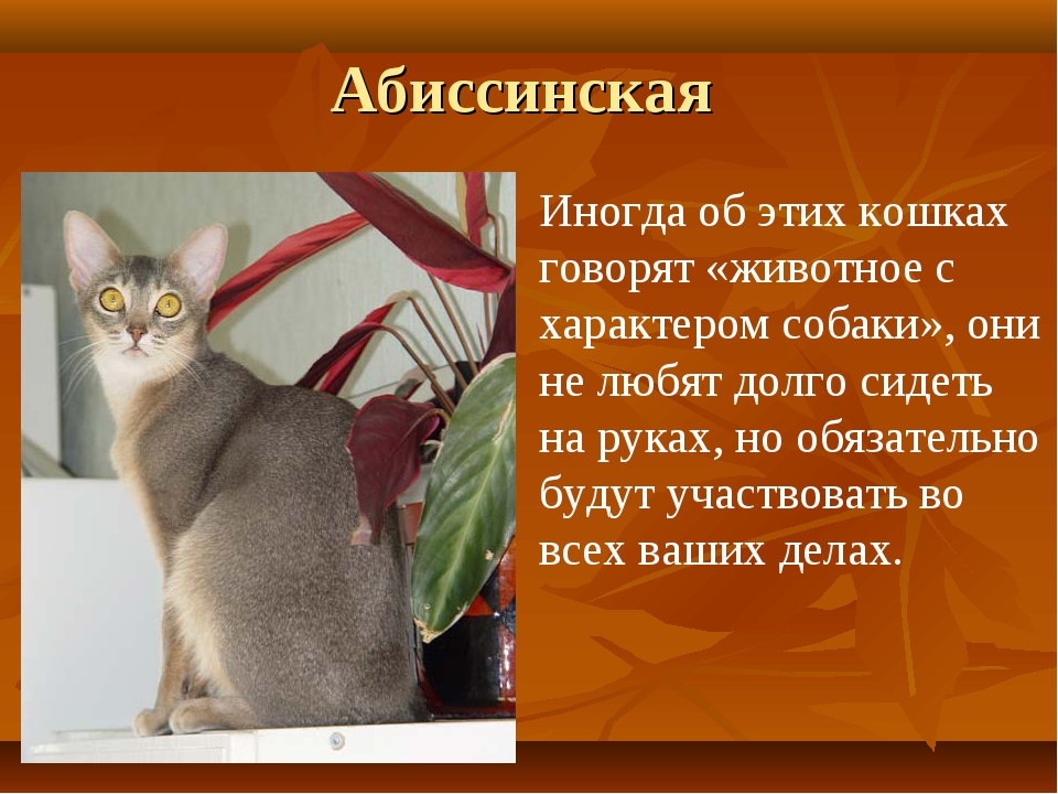 Абиссинская порода кошек — фото, описание породы и характера