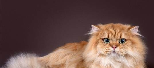 Вязка шотландской вислоухой кошки - ростки жизни