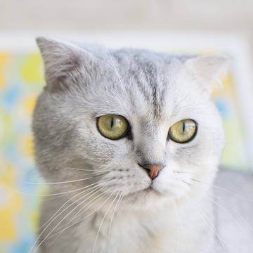Вислоухий кот шотландский: характер, окрас, описание и фото