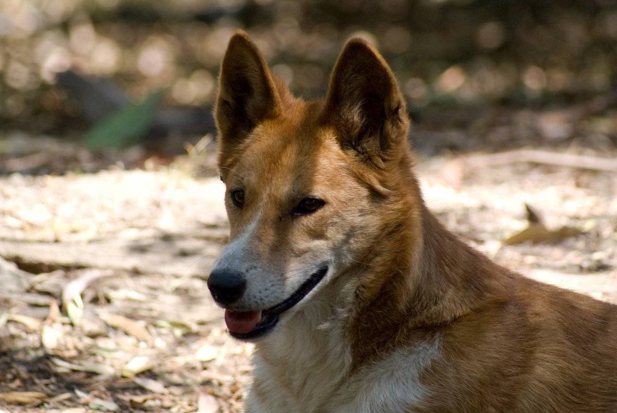 Польская подгалянская овчарка (польская горная собака): характер, описание породы, плюсы и минусы