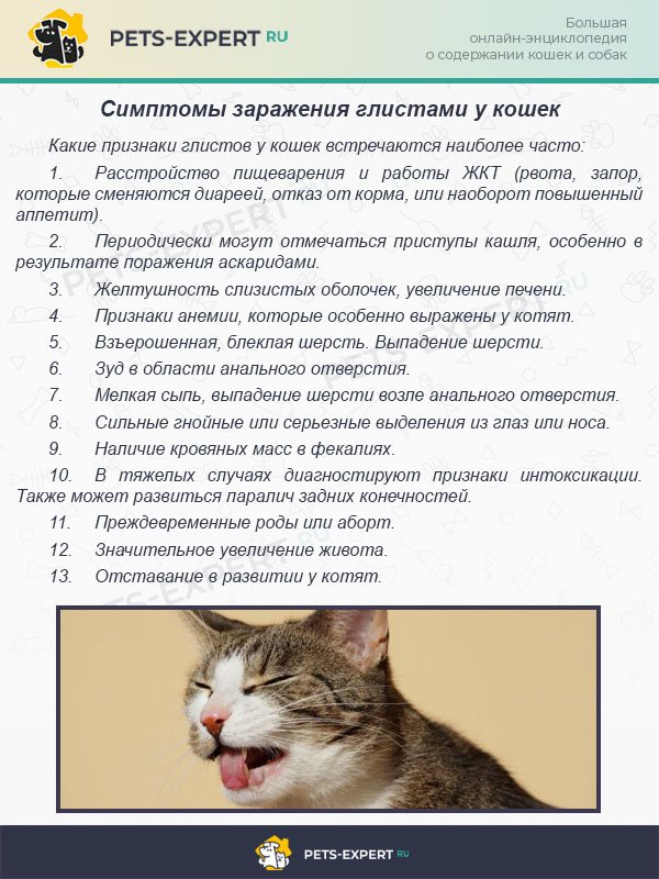 Дерматит у кота: причины, виды, симптомы, диагностика, лечение