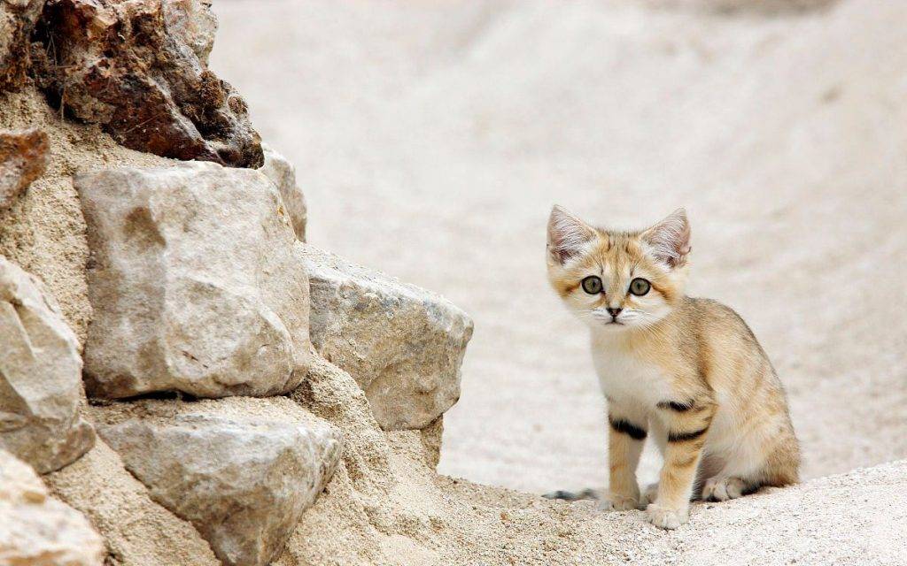 Барханный кот, маленький воин пустыни