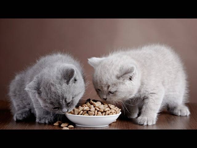 Чем кормить шотландских вислоухих кошек?